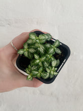 Load image into Gallery viewer, Terrarium Plants
