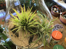 Load image into Gallery viewer, Air Plant Globe
