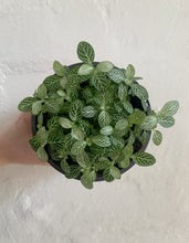 Load image into Gallery viewer, Fittonia
