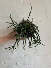 Load image into Gallery viewer, Rhipsalis (Mistletoe Cactus) Varieties

