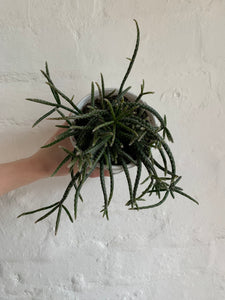 Rhipsalis (Mistletoe Cactus) Varieties
