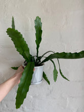 Load image into Gallery viewer, Rhipsalis (Mistletoe Cactus) Varieties
