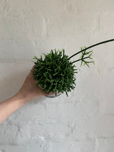 Rhipsalis (Mistletoe Cactus) Varieties